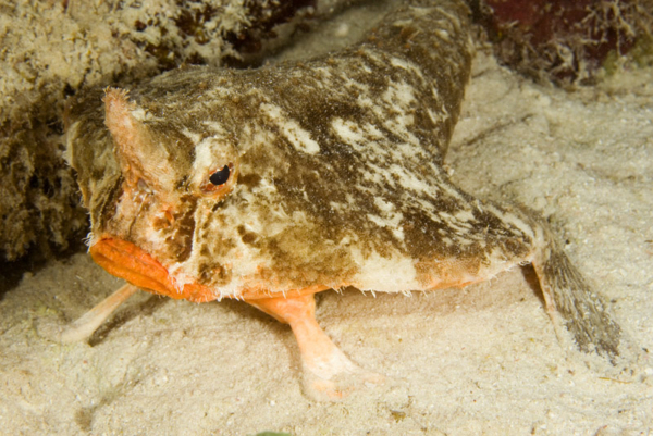 Short Nose Batfish