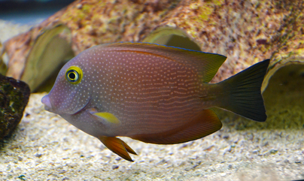 Spotted Yellow Eye Kole Tang