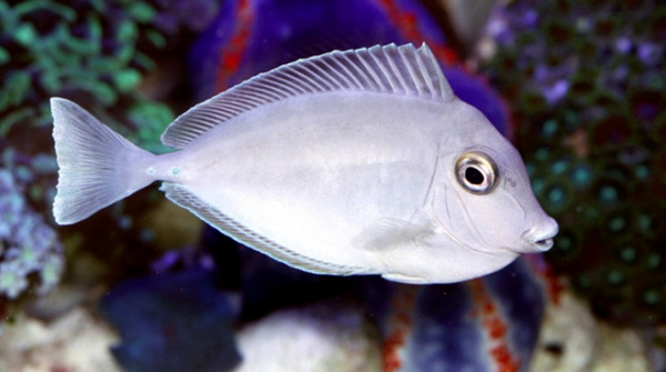 Unicorn Tang