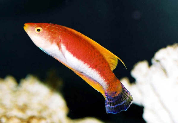 Whip Fin Fairy Wrasse