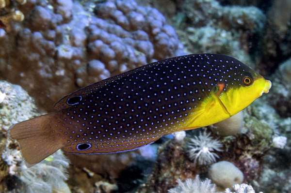 Yellowbreasted Tamarin Wrasse