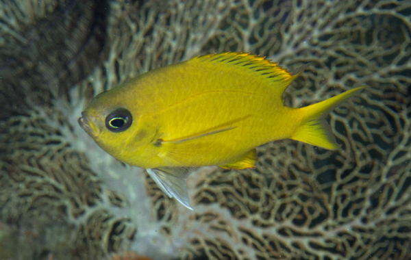 Yellow Chromis