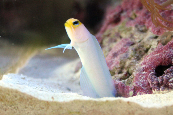 Pearly/Yellow Head Jawfish