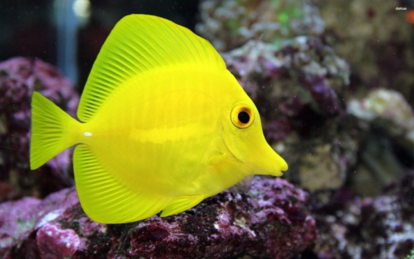 Yellow Tang large