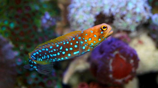 Blue Spot Jawfish