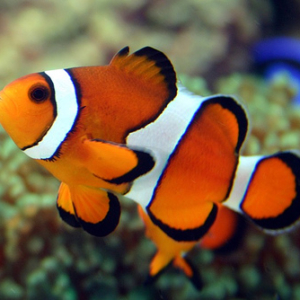 Clownfish
