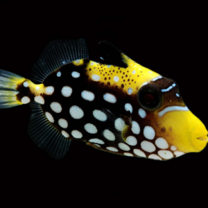 Triggers & Filefish