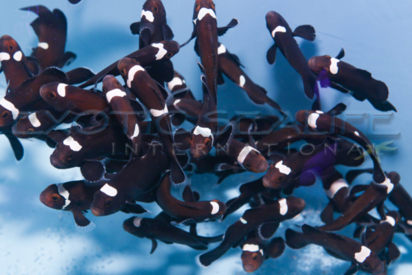 Black Misbar Clownfish