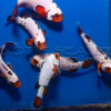 Bullet Hole Clownfish - Image 2