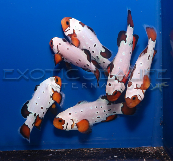 Bullet Hole Clownfish