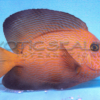Chevron Tang - Image 2