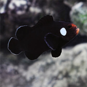 Domino Clownfish Pair