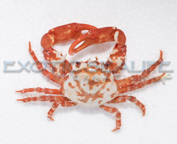 Ruby Red Emerald