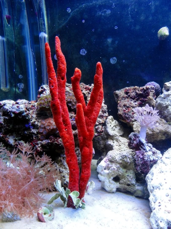 Red Tree Sponge