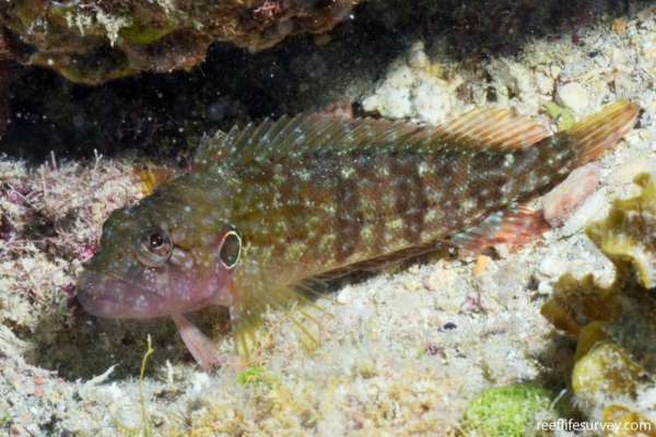 Hairy Blenny