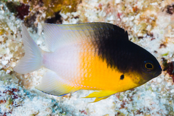 Bicolor Damsel