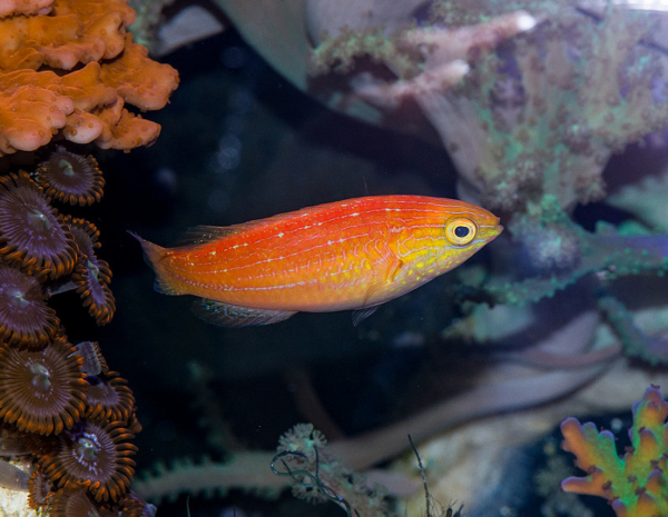 Pin Tail Fairy Wrasse Female
