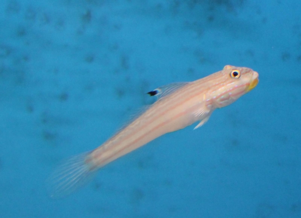 Pink Striped Mural Goby