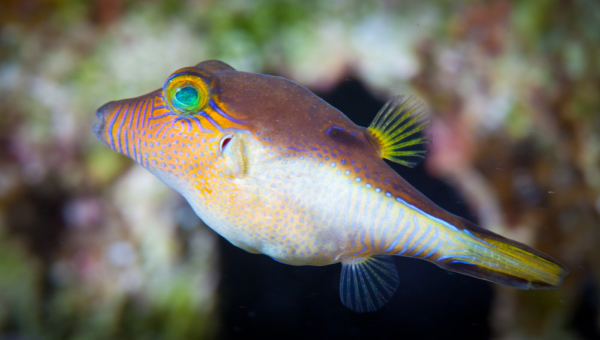Sharpnose Puffer