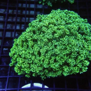 Goniopora