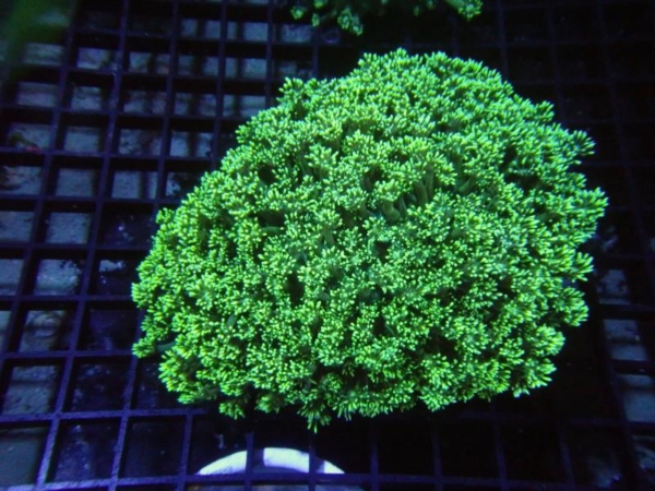Goniopora