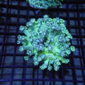 Goniopora