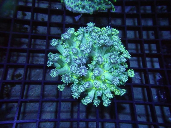 Goniopora