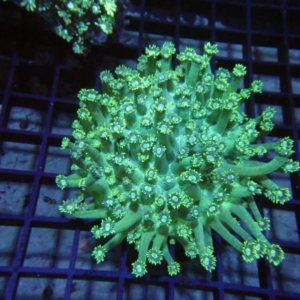 Goniopora