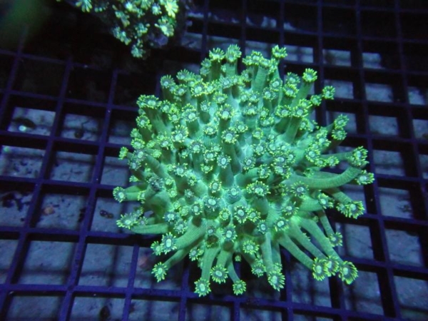 Goniopora