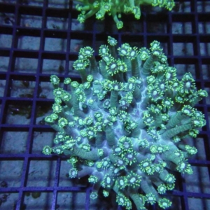 Goniopora
