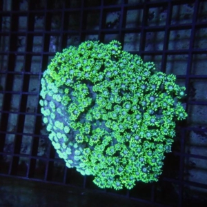 Goniopora