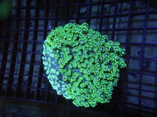 Goniopora