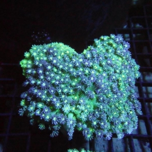 Goniopora