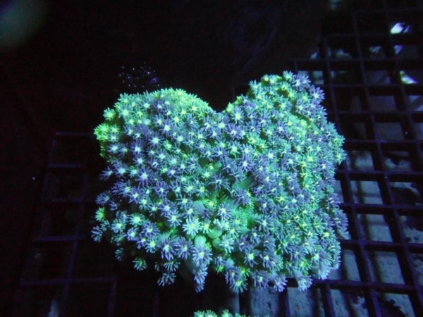 Goniopora