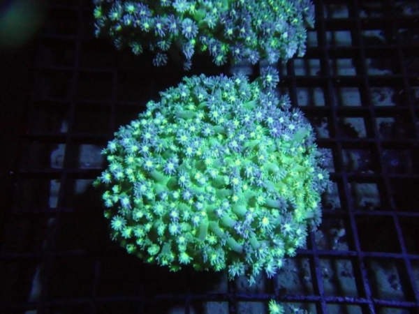 Goniopora