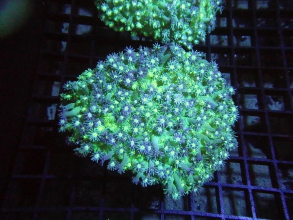Goniopora