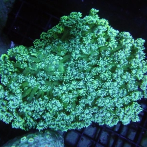 Goniopora