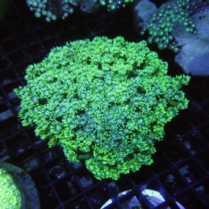 Goniopora