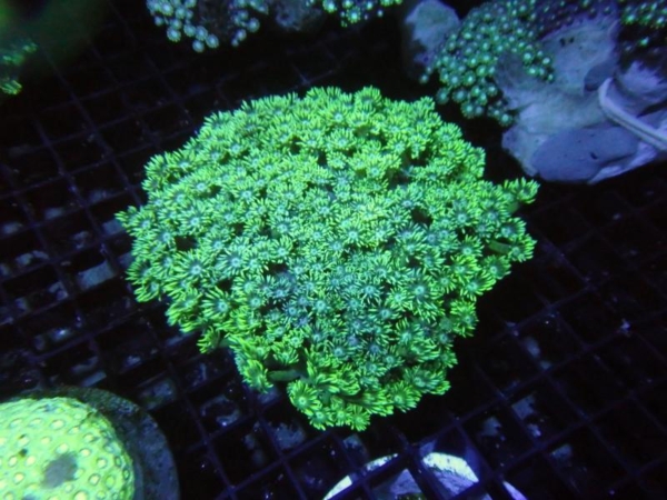 Goniopora