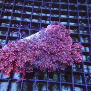 Goniopora