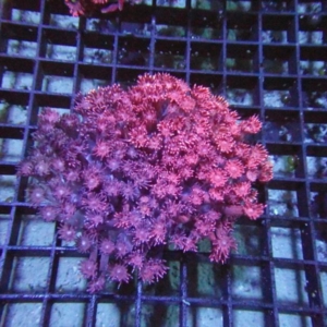Goniopora