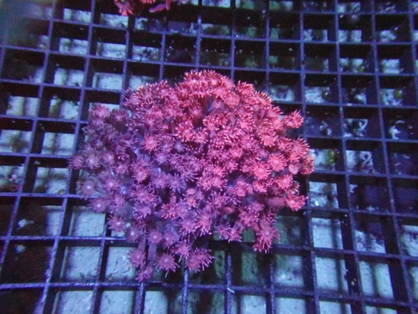 Goniopora