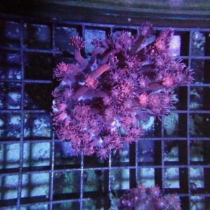 Goniopora