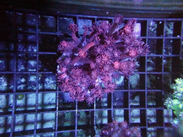 Goniopora