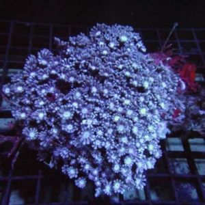 Alveopora