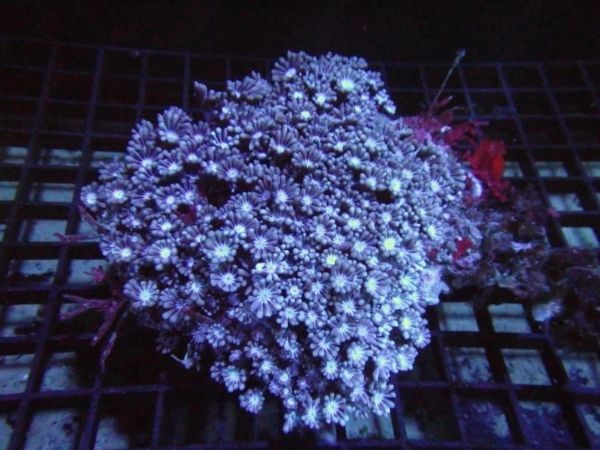 Alveopora