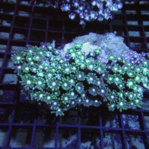 Alveopora