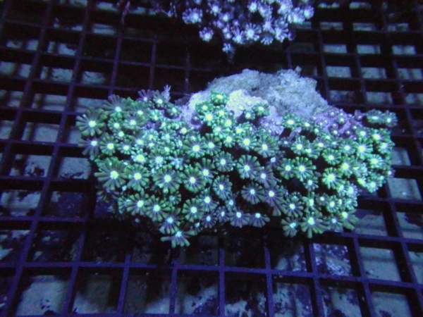 Alveopora