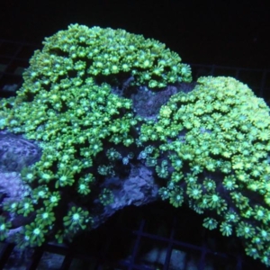 Alveopora