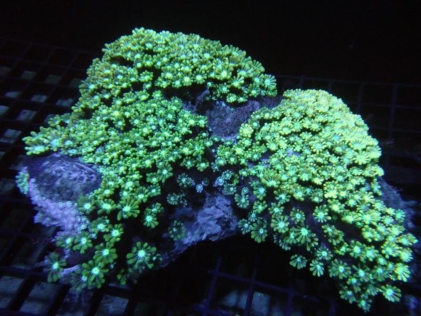 Alveopora